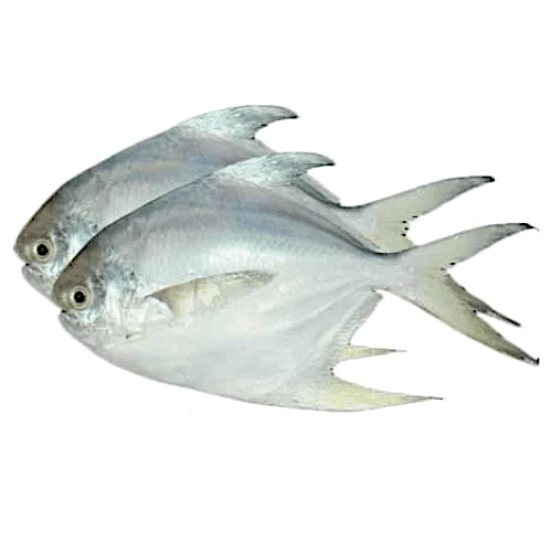 Silver Pomfret - 1 kg