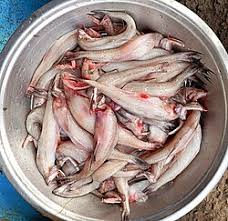 Bombay duck