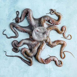 Octopus