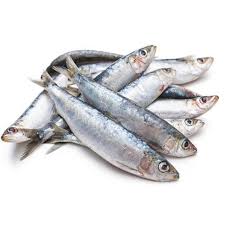 Sardine