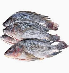 Tilapia