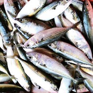 Indian Mackerel -  10 kg (cleaned)